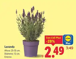 Lidl Lavanda oferta