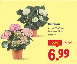Lidl Hortensia oferta