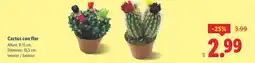Lidl Cactus con flor oferta