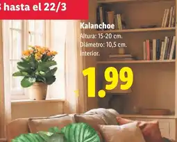 Lidl Kalanchoe oferta
