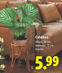 Lidl Calathea oferta