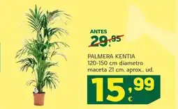 HiperDino Palmera kentia oferta