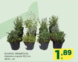 HiperDino Plantas aromáticas oferta