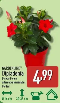 ALDI GARDENLINE Dipladenia oferta