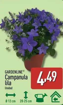 ALDI GARDENLINE Campanula lila oferta