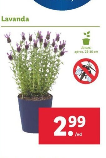 Lidl Lavanda oferta