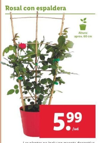 Lidl Rosal con espaldera oferta