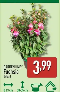 ALDI GARDENLINE Fuchsia oferta