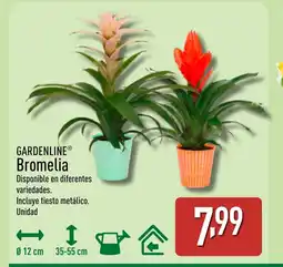 ALDI GARDENLINE Bromelia oferta