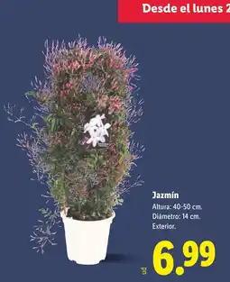 Lidl Jazmín oferta