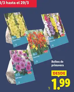 Lidl Bulbos de primavera oferta