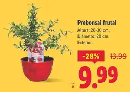 Lidl Prebonsai frutal oferta