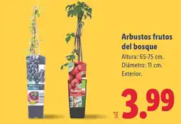 Lidl Arbustos frutos del bosque oferta