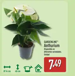 ALDI GARDENLINE Anthurium oferta