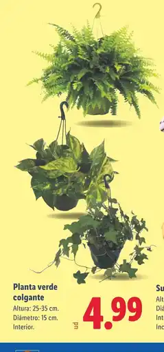 Lidl Planta verde colgante oferta