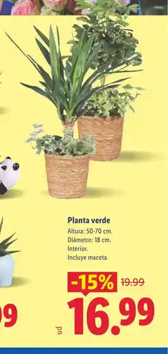 Lidl Planta verde oferta