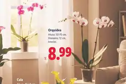 Lidl Orquídea oferta