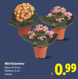 Lidl Mini Kalanchoe oferta