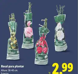 Lidl Rosal para plantar oferta