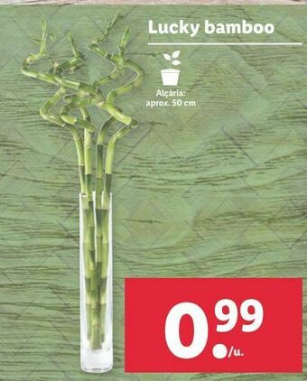 Lidl Bambú oferta