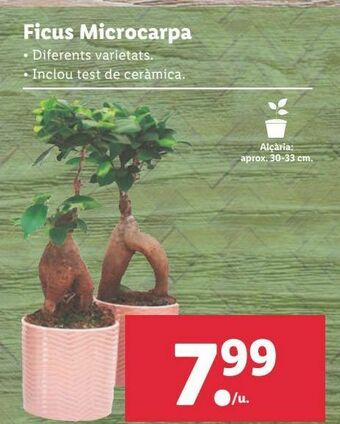 Lidl Plantas oferta