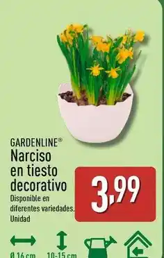 ALDI Gardenline - narciso en tiesto decorativo oferta