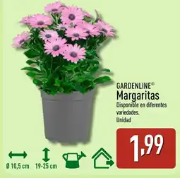 ALDI GARDENLINE Margaritas oferta