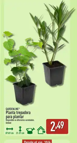 ALDI GARDENLINE Planta trepadora para plantar oferta