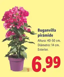 Lidl Buganvilla pirámide oferta