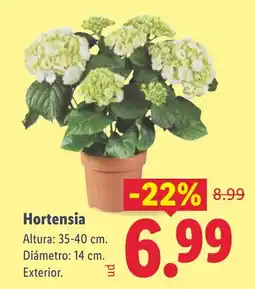 Lidl Hortensia oferta
