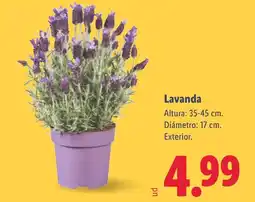 Lidl Lavanda oferta
