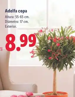 Lidl Adelfa copa oferta