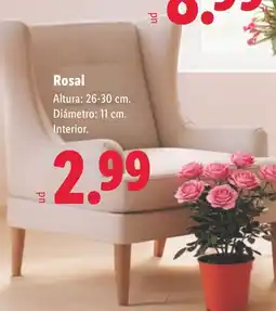 Lidl Rosal oferta