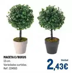 Makro Maceta c/ buxus oferta
