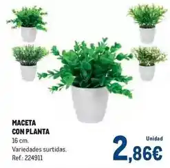 Makro Maceta con planta oferta