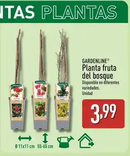 ALDI GARDENLINE Planta fruta del bosque oferta