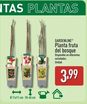 GARDENLINE Planta fruta del bosque