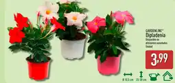 ALDI GARDENLINE Dipladenia oferta
