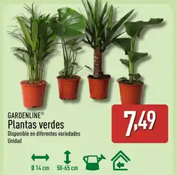 ALDI GARDENLINE Plantas verdes oferta