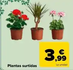 Carrefour Plantas surtidas oferta