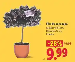 Lidl Flor de cera copa oferta