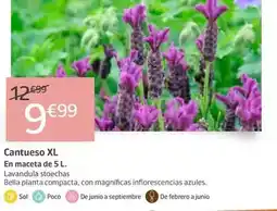 Jardiland Sol - cantueso xl oferta