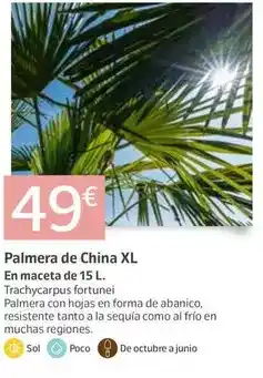 Jardiland Sol - palmera de china xl oferta