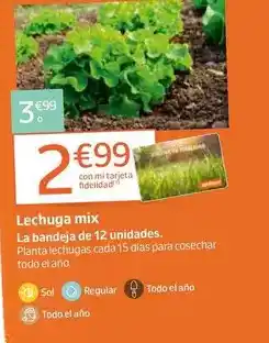 Jardiland Sol - lechuga mix oferta