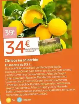 Jardiland Cítricos en coleccion oferta