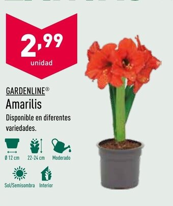 ALDI Gardenline Amarilis oferta