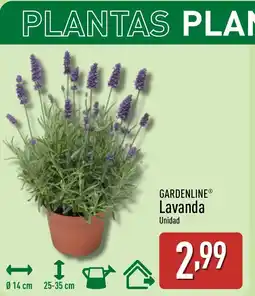 ALDI GARDENLINE Lavanda oferta