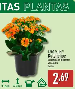 ALDI GARDENLINE Kalanchoe oferta