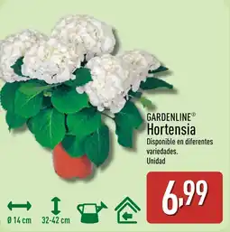 ALDI GARDENLINE Hortensia oferta