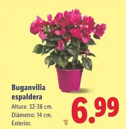 Lidl Buganvilia espaldera oferta